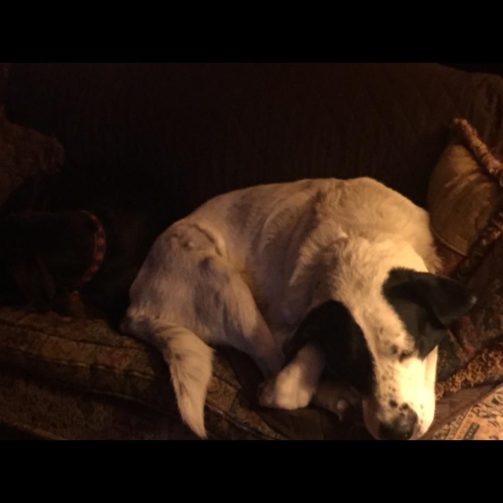 Meet your Posher, Susan